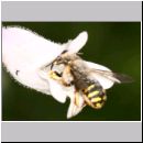 Anthidium manicatum - Grosse Wollbiene w13 10mm.jpg